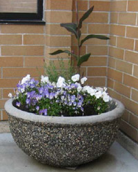 Concrete Bowl Planters Concrete Bowl Planters