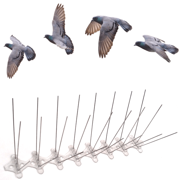 Bird Spikes and Netting Installation